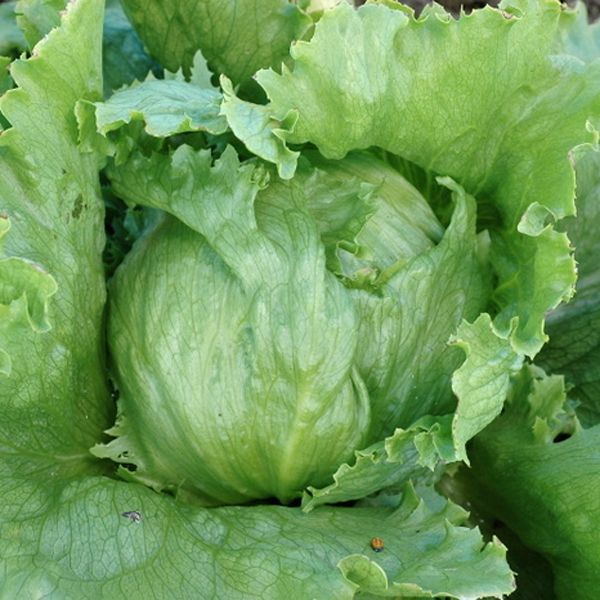 Vegetable | Lettuce, Crispino Iceburg