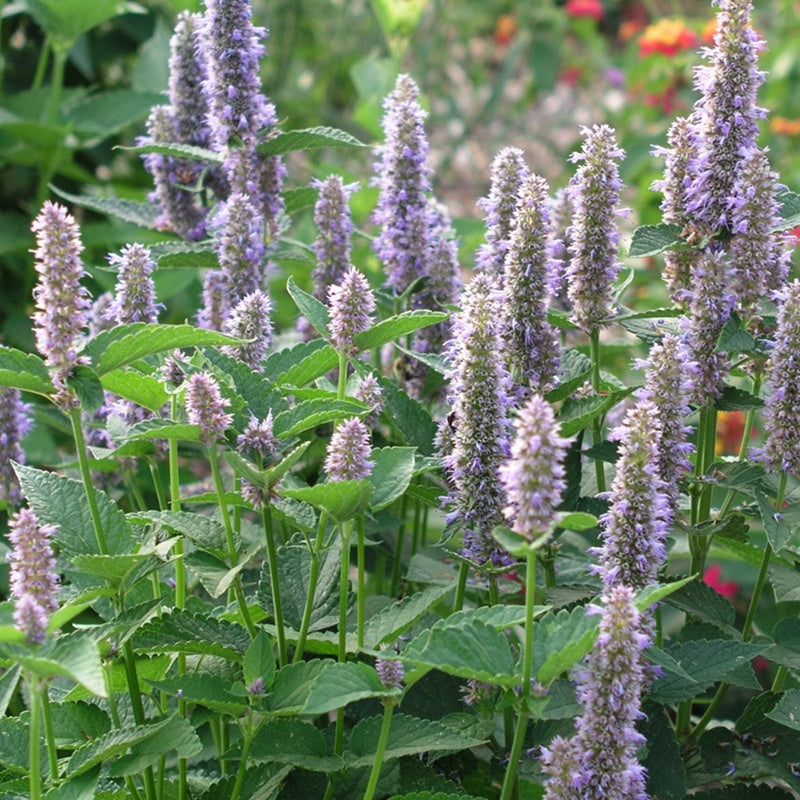 Wholesale | Agastache foeniculum - Anise Hyssop