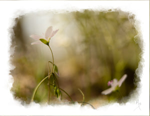 Card | White Flower