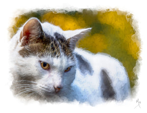 Card | Cardoon the Cat