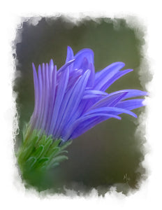 Card | Blue Cornflower