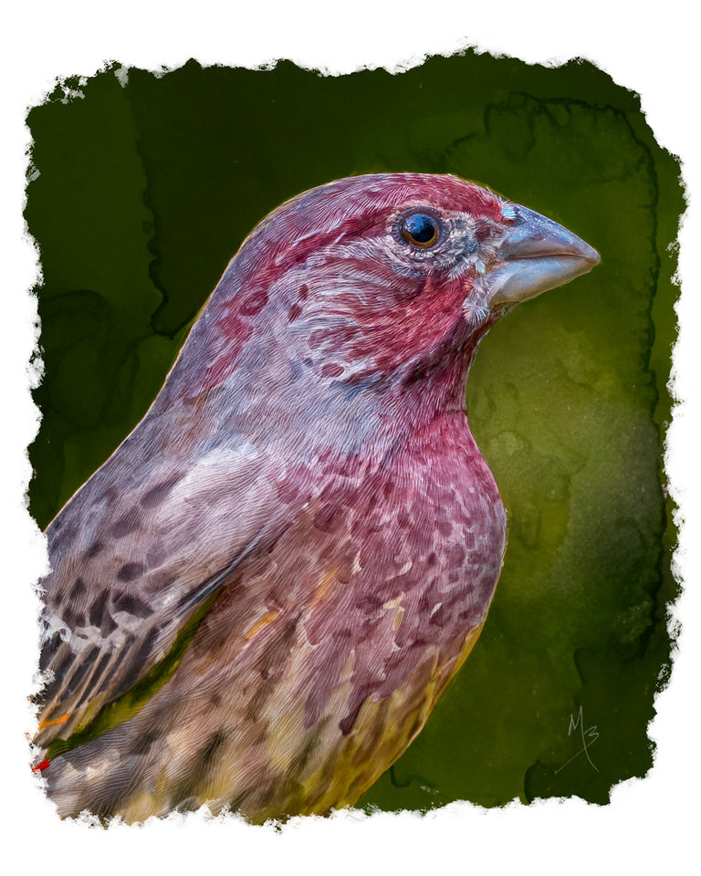 Card | House Finch