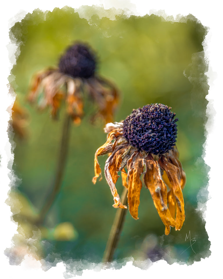 Card | Dried Sunflower