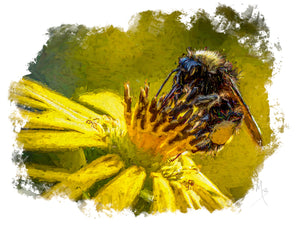 Card | Bee Pollinating Sunflower