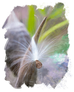 Card | Milkweed Seed