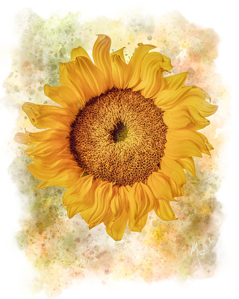 Card | Sunflower