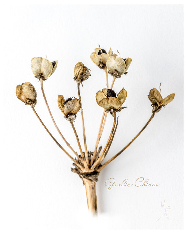 Card | Garlic Chive Seeds