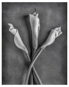 Card | Calla Lily