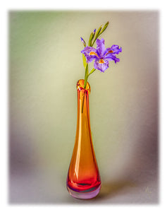 Card | Orchid in Vase