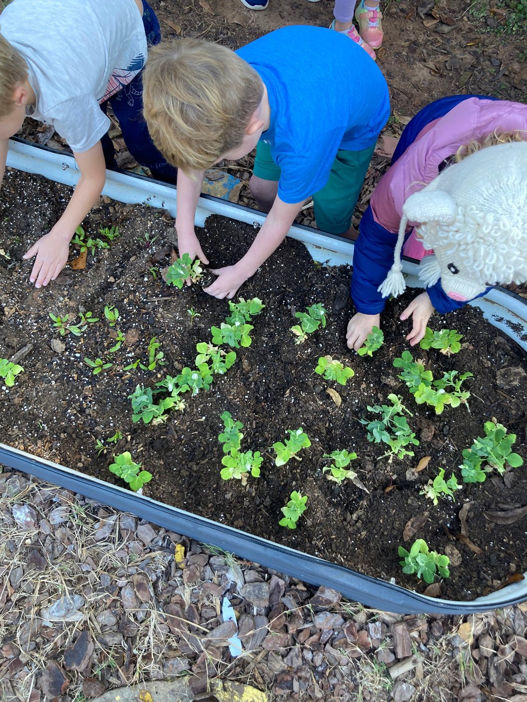 School Garden Visit