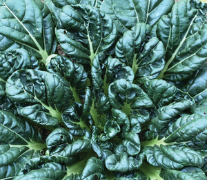 Vegetable | Asian Green, Rosette Tatsoi