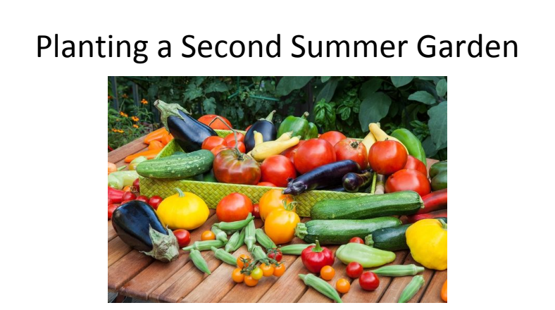 Recording: Planting a Second Summer Garden