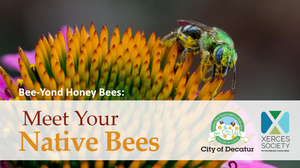 Recording: Bee-Yond Honey Bees | Meet Your Native Bees!