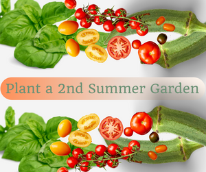 Recording: Plant a Second Summer Garden (webinar)