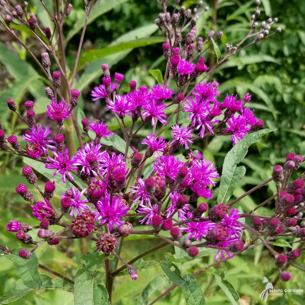 Wholesale | Vernonia noveboriensis - New York Ironweed