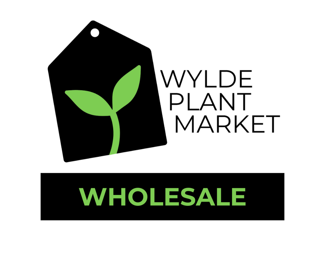 Wholesale | Artemesia vulgaris - Mugwort