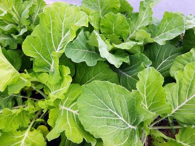 Vegetable | Collard, Moses Smith Yellow Cabbage