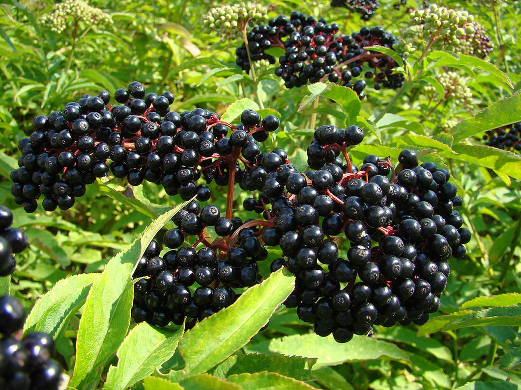 Wholesale | Sambucus canadensis - Elderberry