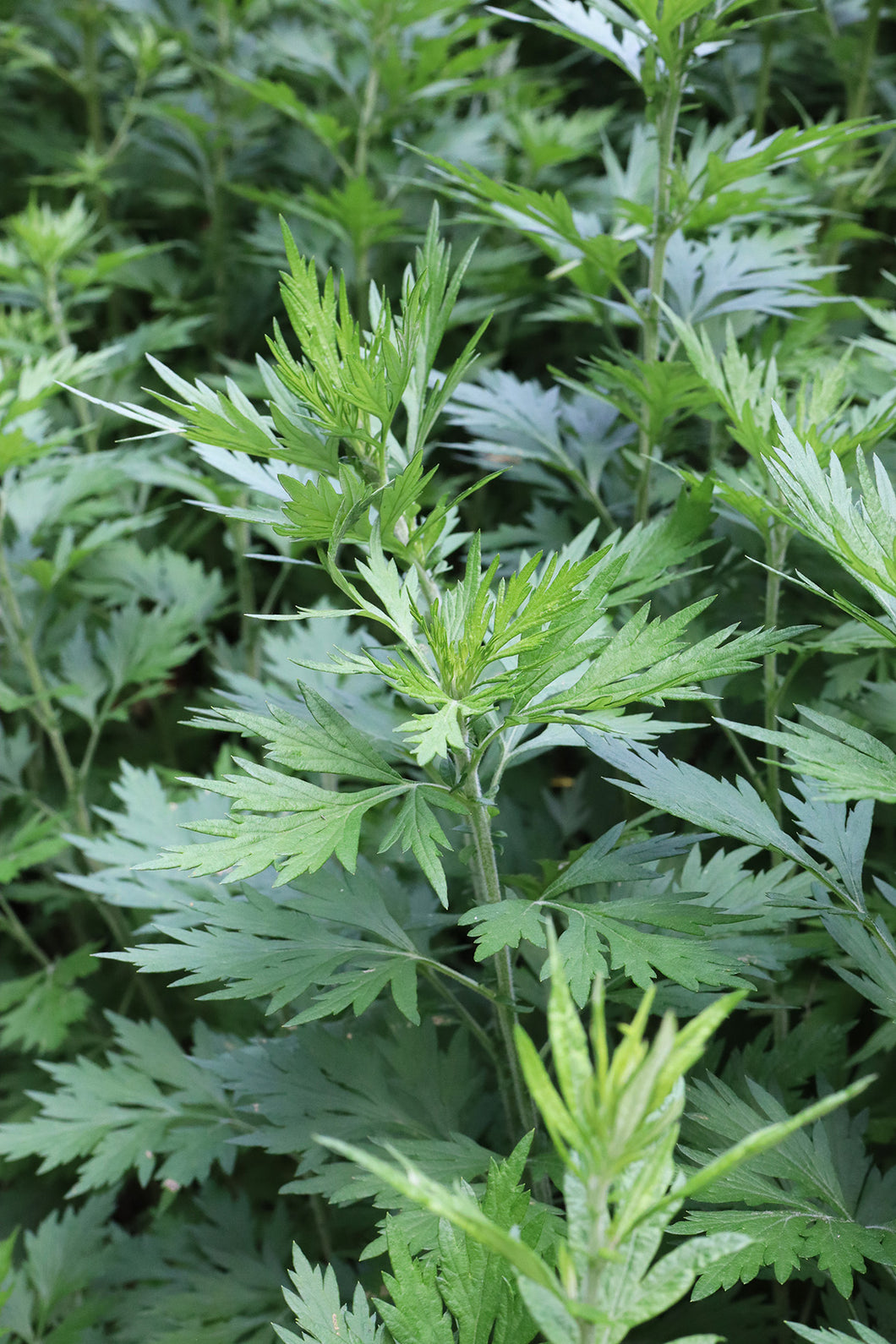 Wholesale | Artemisia vulgaris - Mugwort