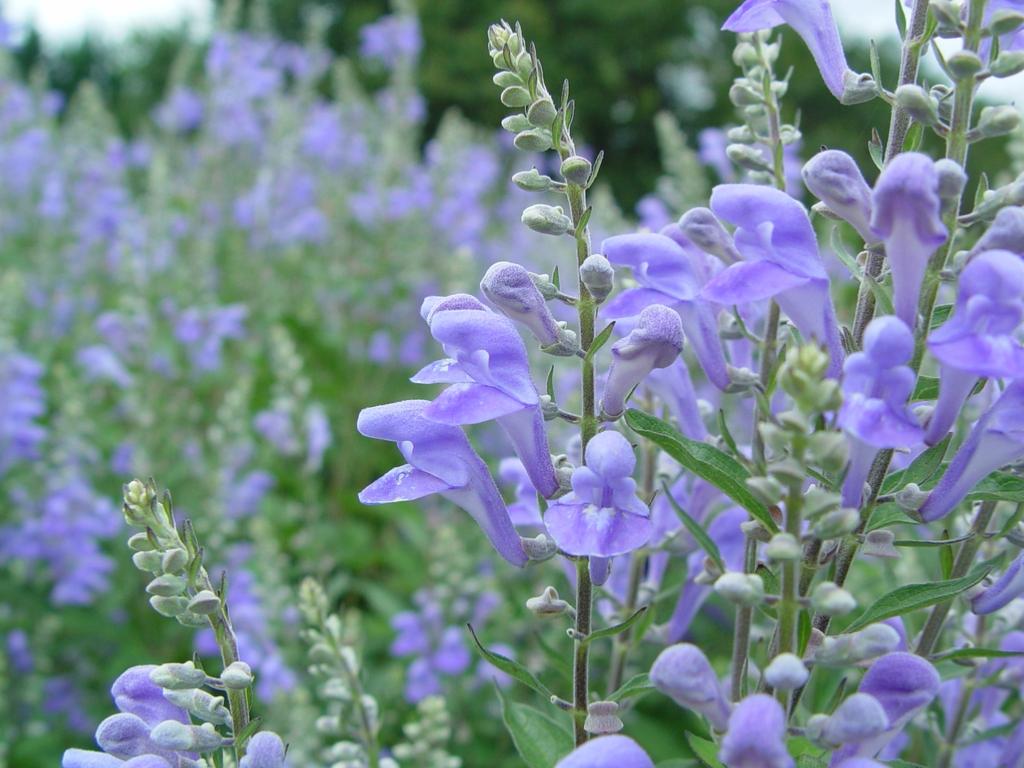 Wholesale | Scutellaria incana - Downey Skullcap