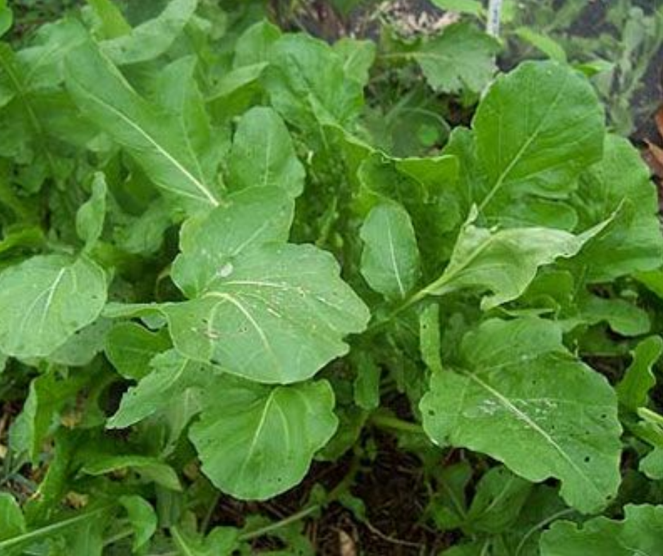 Vegetable | Arugula