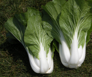 Vegetable | Asian Green, Black Summer Pac Choi