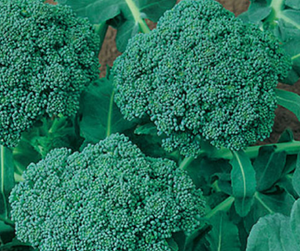 Vegetable | Broccoli, De Cicco