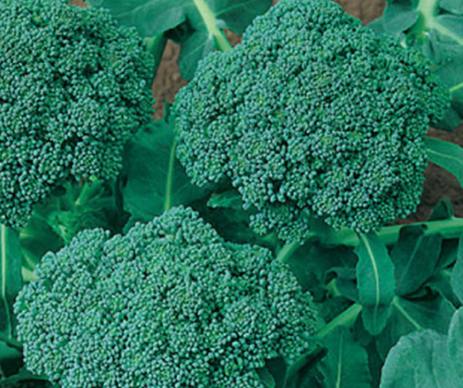 Vegetable | Broccoli, De Cicco