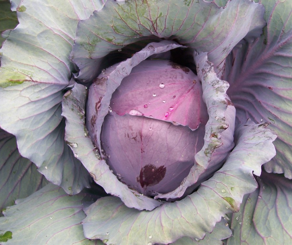 Vegetable | Cabbage, Red Acre