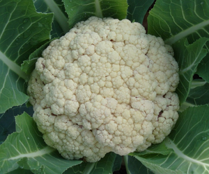 Vegetable | Cauliflower, Snowball