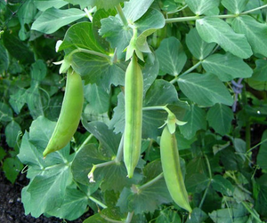 Vegetable | Peas, Sugar Snap