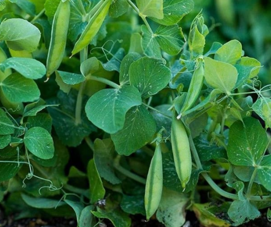 Vegetable | Peas, Tom Thumb