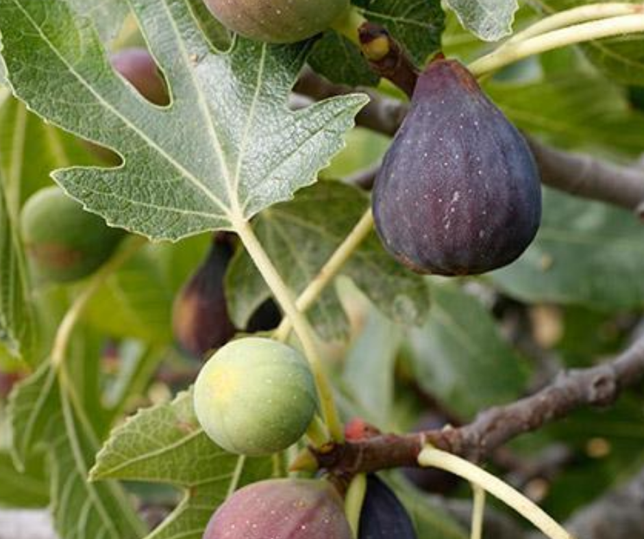 Fruit | Fig 'Celeste'