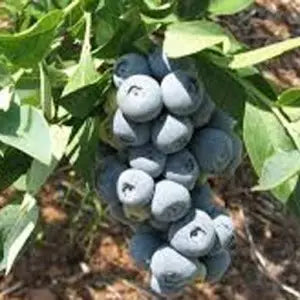 Fruit | Blueberry- Krewer Rabbiteye