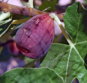 Fruit | Fig 'LSU Purple'