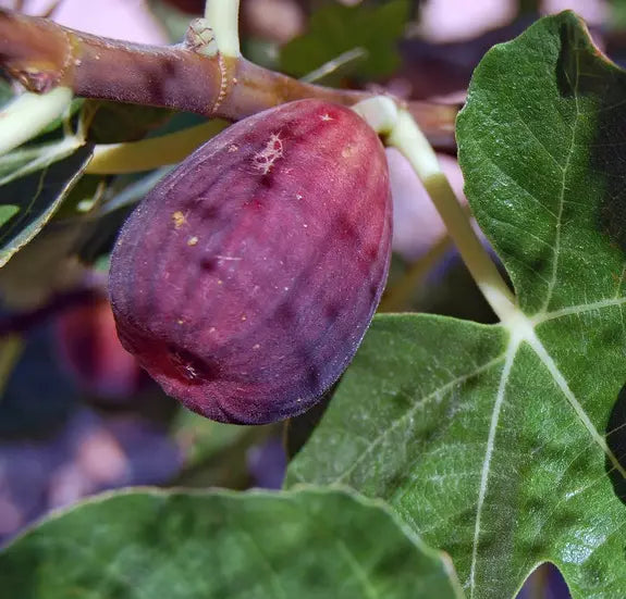 Fruit | Fig 'LSU Purple'