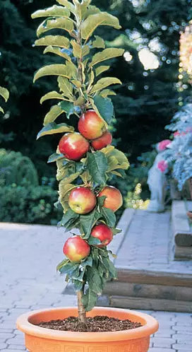 Fruit | Apple, Scarlet Sentinel Columnar