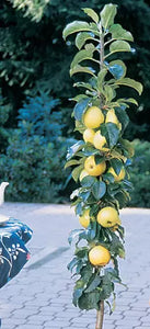 Fruit | Apple, Golden Sentinel Columnar