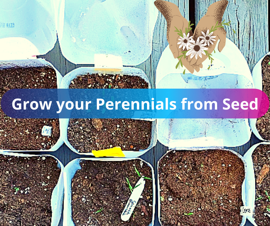 Recording: How to Grow your Perennials from Seed (HANDS ON ACTIVITY)
