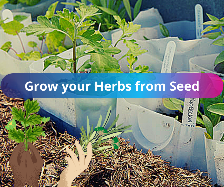 Recording: How to Grow your Herbs from Seed (HANDS ON ACTIVITY)