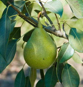 Fruit | Pineapple Pear Tree (4-5') bare-root