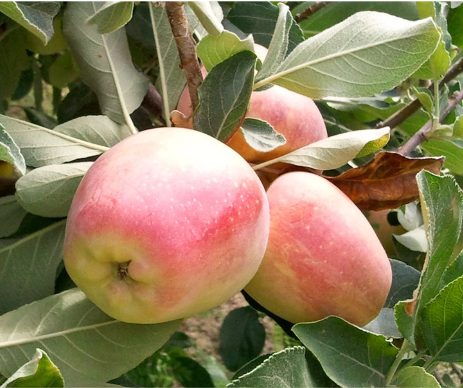 Fruit | Apple 'Anna (4-5' bare-root)'