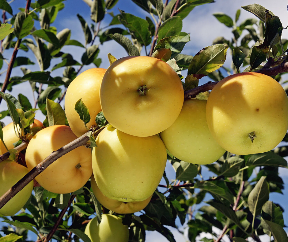 Fruit | Apple Dorset (4-5' bare-root)