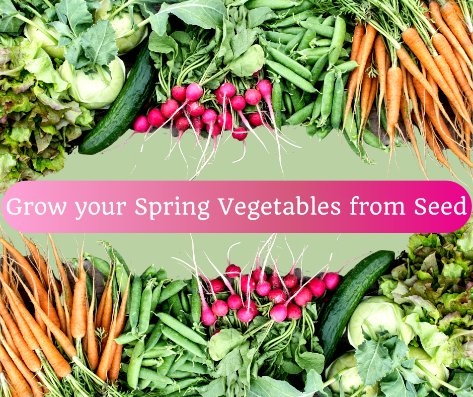 Recording: Grow your Spring Vegetables from Seed (HANDS ON ACTIVITY)