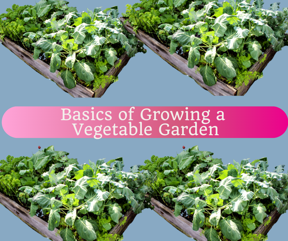 Recording: Basics of Growing a Vegetable Garden