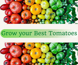 Recording: Growing your Best Tomatoes