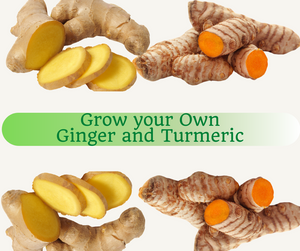 Recording: Grow your own Ginger and Turmeric