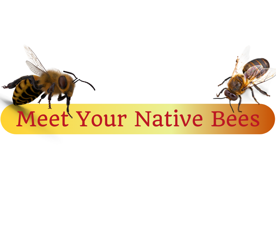 Recording: Meet Your Native Bees with Beecatur (webinar)