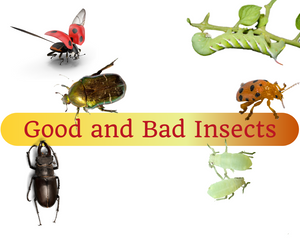 Recording: Good & Bad Insects