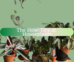 Recording: The How-To's of Houseplants